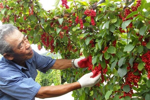 By consuming Chinese schisandra berries, a person strengthens his potency