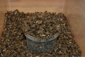 Bee dug in order to increase efficiency